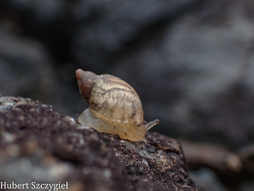 Succinea, 2026-04-11