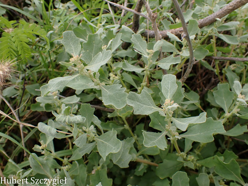 Atriplex muelleri observed 2026-04-11