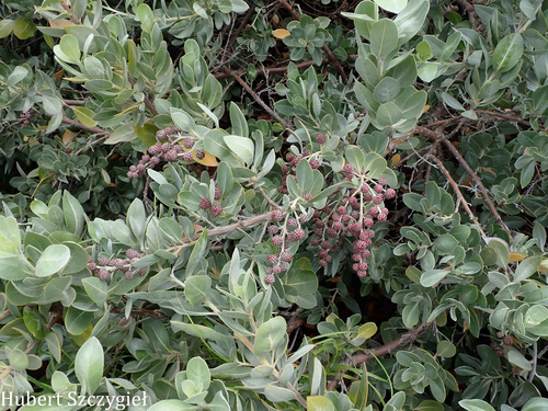 Conocarpus erectus observed 2026-04-11