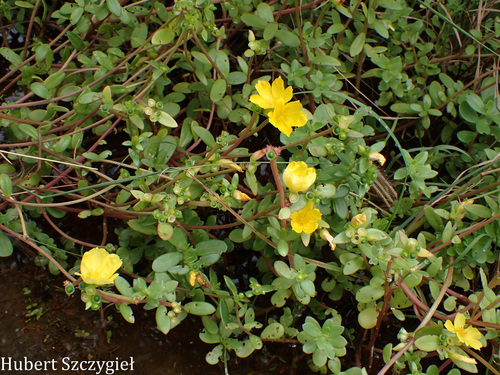 Portulaca umbraticola, 2026-04-11