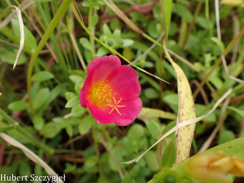 Portulaca umbraticola, 2026-04-11