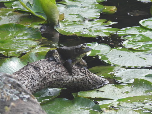 Featured image for “American Bullfrog”