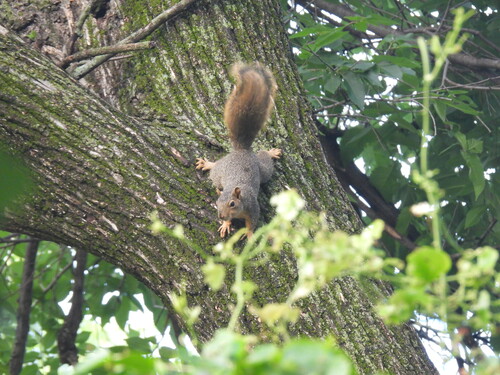 Featured image for “Eastern Fox Squirrel”