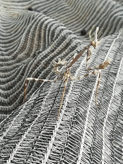 Empusa