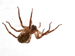 Zoropsis spinimana