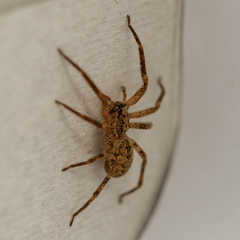Zoropsis spinimana