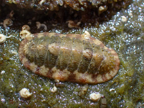 Callistochiton decoratus, 2026-05-09