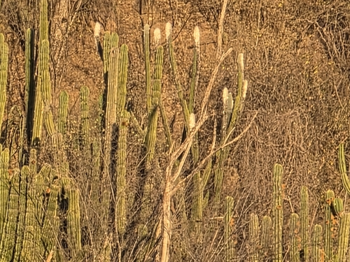 Pilosocereus alensis