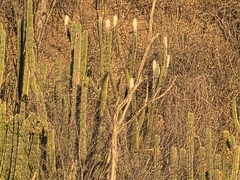 Pilosocereus alensis