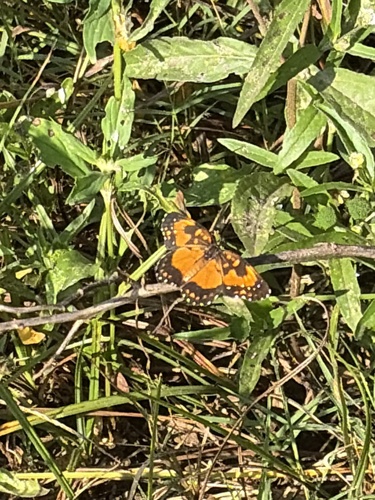 Bordered Patch