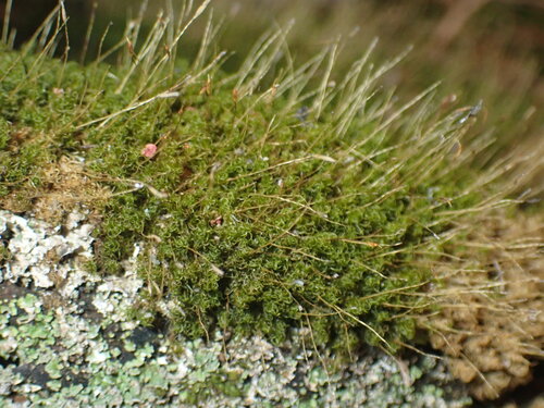 Symblepharis vaginata