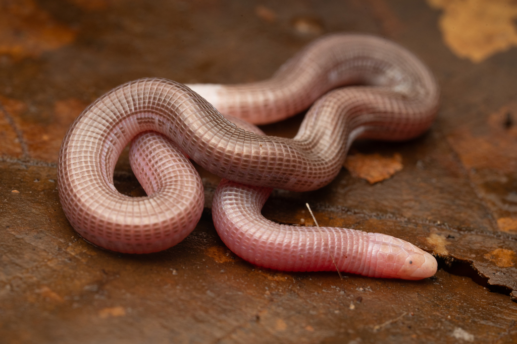 Vanzolini's Worm Lizard