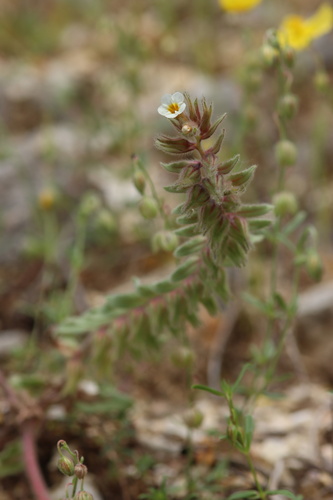 Alkanna corcyrensis