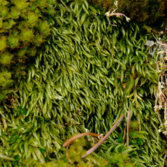 Scleropodium cespitans