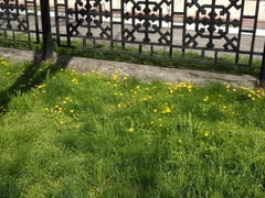 Taraxacum officinale
