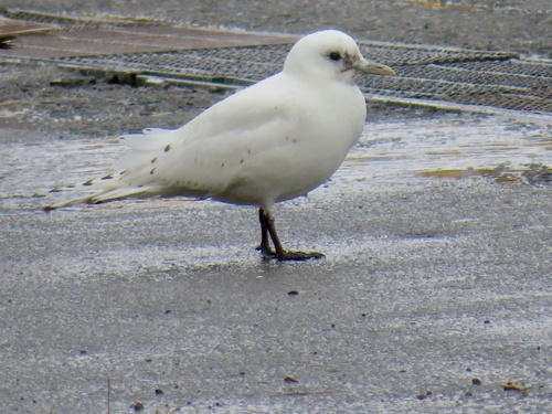 Ivory Gull (Pagophila eburnea), photo 4