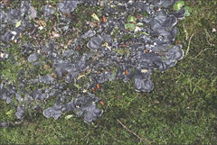 Peltigera dolichorhiza