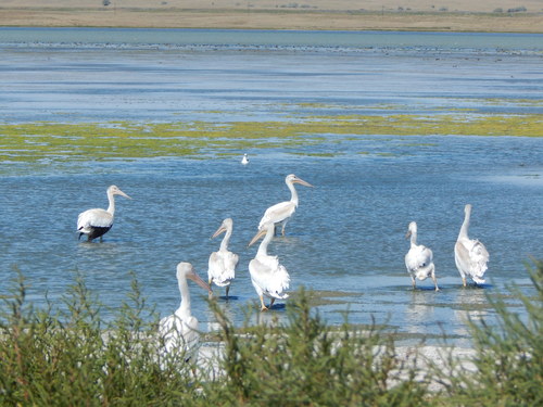 American White Pelican photographed in Montana