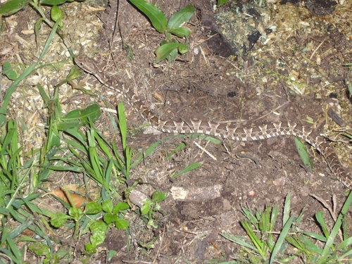 Photo of a Painted Lancehead (Bothrops diporus)