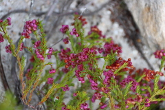Erica multumbellifera