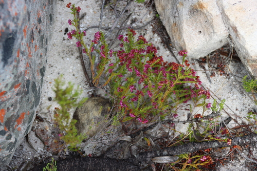 Erica multumbellifera, photograph 1