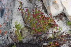 Erica multumbellifera, photograph (c) Tony Rebelo, some rights reserved (CC BY-SA)