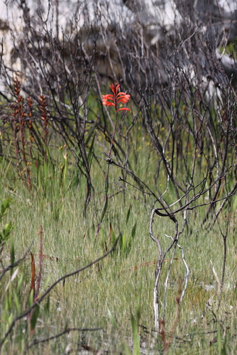 Watsonia tabularis