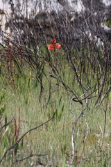 Watsonia tabularis