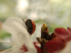 Coccinella septempunctata