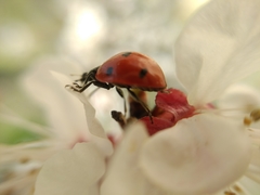 Coccinella septempunctata