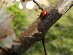 Coccinella septempunctata
