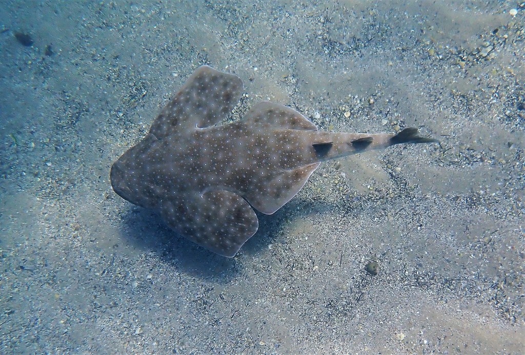 Eastern Angel Shark