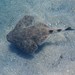 Eastern Australian Angelshark - Photo (c) Peter, some rights reserved (CC BY-NC), uploaded by Peter