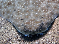 Squatina albipunctata