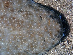 Squatina albipunctata