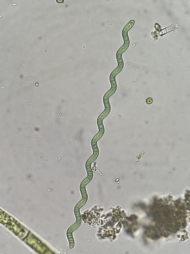 Spirulina observed 2026-05-12