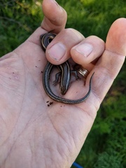 Plestiodon skiltonianus interparietalis