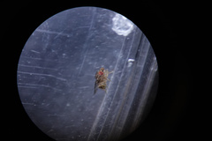Drosophila busckii
