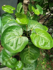 Polyscias scutellaria