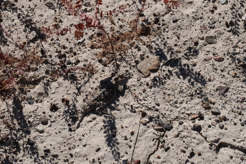 Desert Horned Lizard