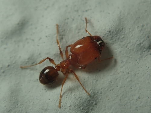 Pallid Big-headed Ant, Güntzelkiez, Berlin, Germany, photo 4 of 10