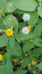 Melampodium divaricatum