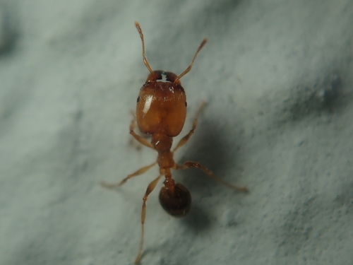 Pallid Big-headed Ant