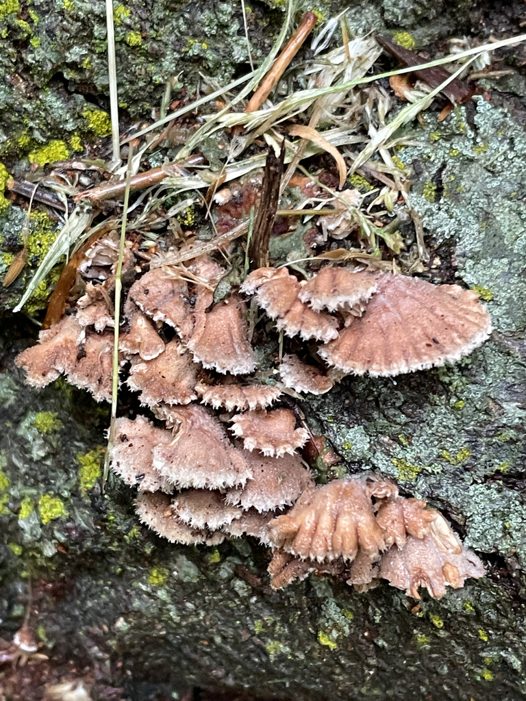Schizophyllum commune · May 2026 · photo: © darrkflower (iNaturalist, cc0)