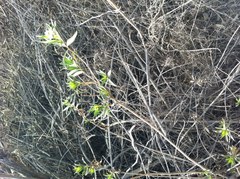 Baccharis salicifolia