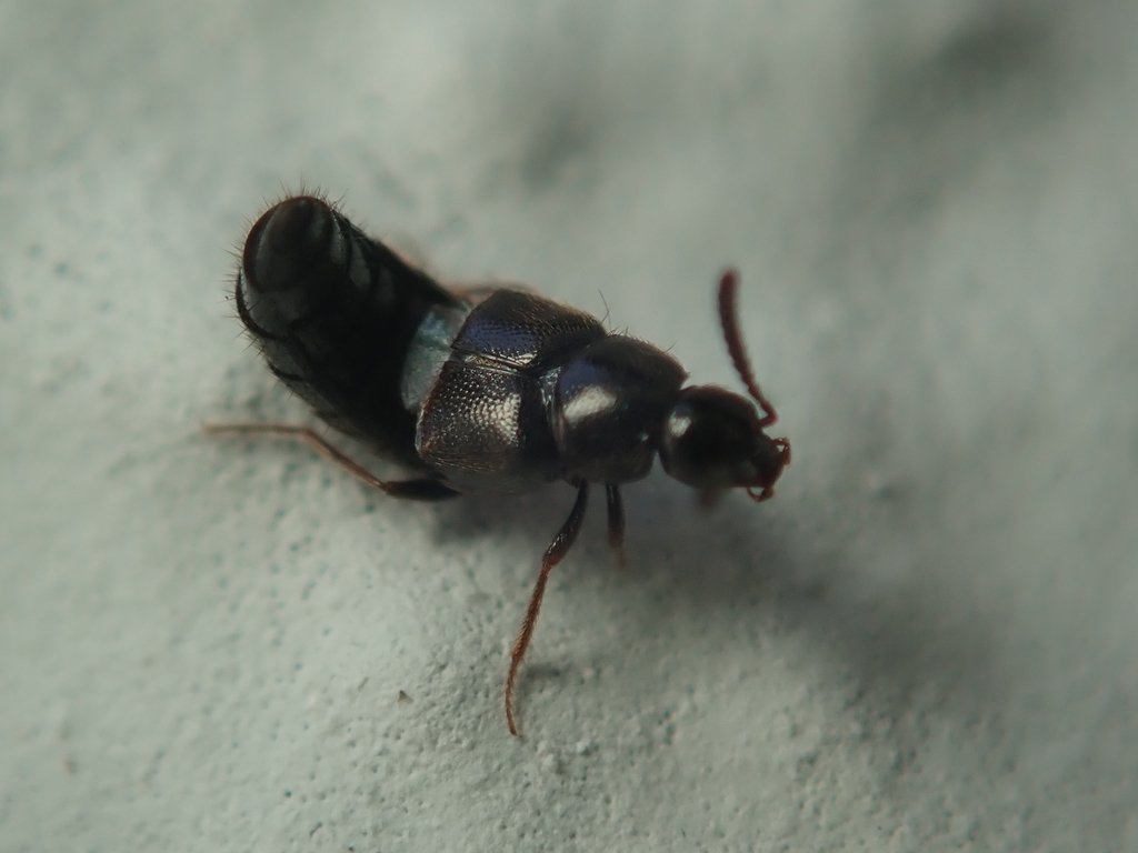 Aleochara sparsa