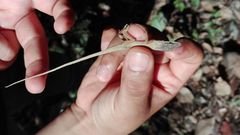 Anolis sericeus