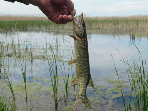 Northern Pike