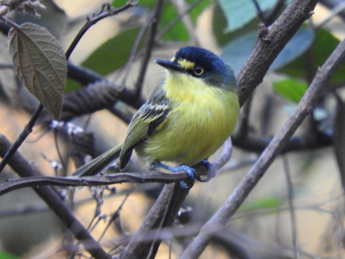 Gray-headed Tody-Flycatcher