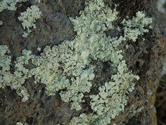 Flavoparmelia haysomii